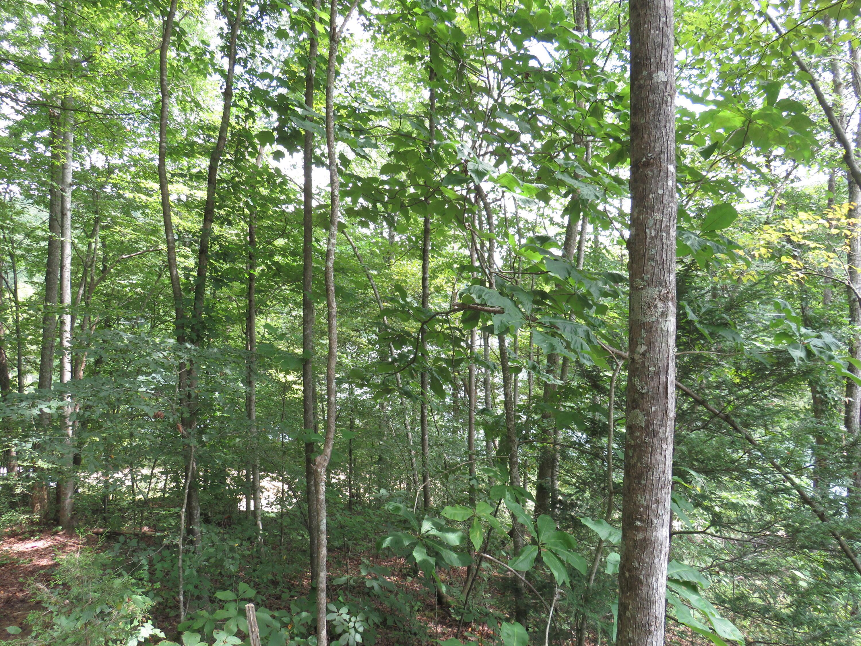 Image 4: IMG_4281