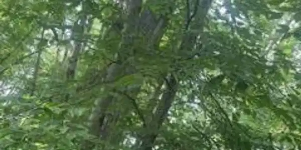 24 & 25 Sourwood