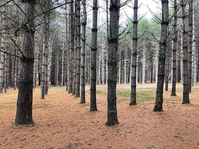 Lot 95 Edgewater