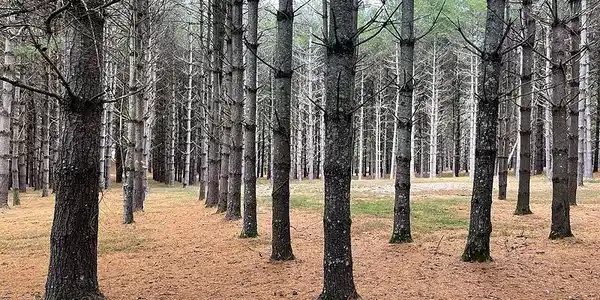 Lot 95 Edgewater