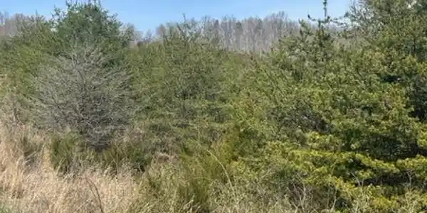 Lot 10-11 Gracewood Drive