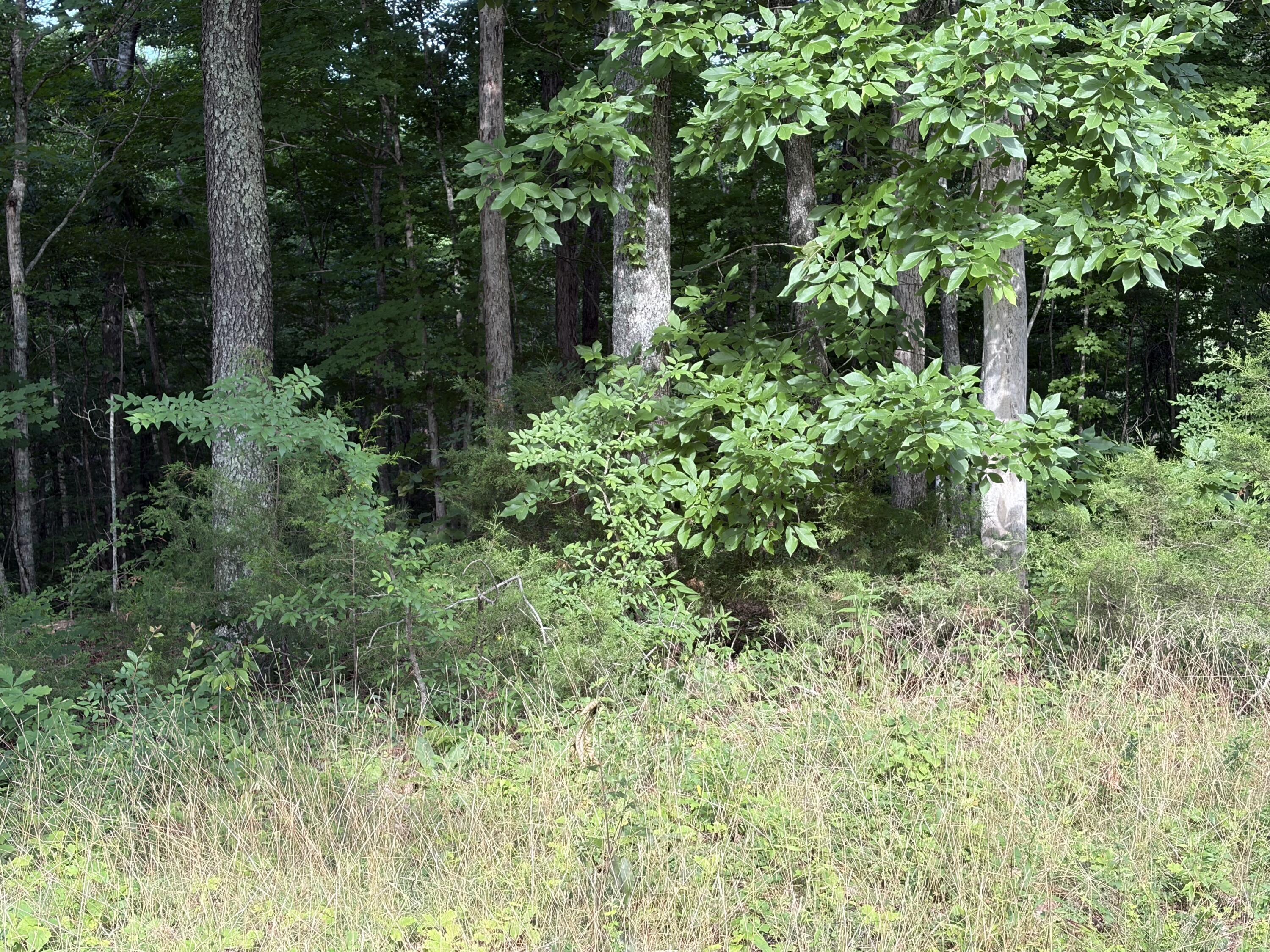 Image 2: IMG_7144