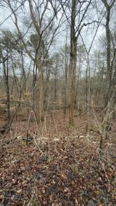 Tract 20 Buck Tail Drive