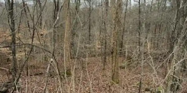 Tract 21 Buck Tail Drive