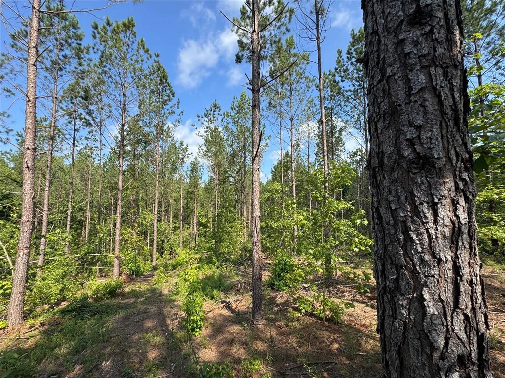 Image 3: A verdant, wooded lot offers a private, natural se