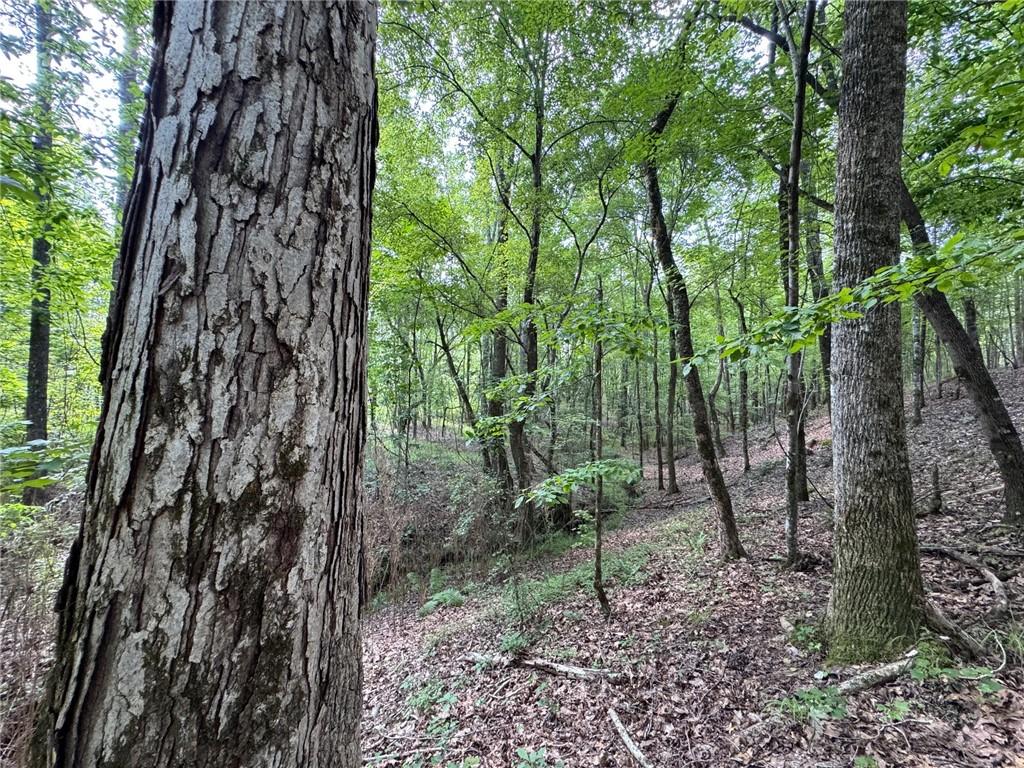 Image 4: Mature trees and natural foliage create a secluded