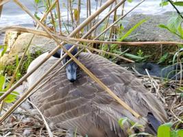 108 CROOKED CREEK BAY DRIVE Lot 3