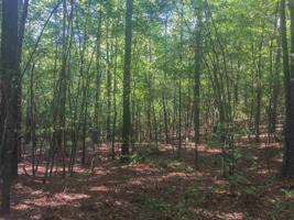 Lot 22 NORTH SUGAR CREEK ROAD