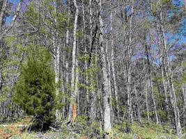 122 JULEP DRIVE Lot 297