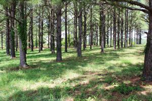 106 WILDWOOD DRIVE Lot 31