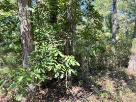 Lot 20 HICKORY LANE