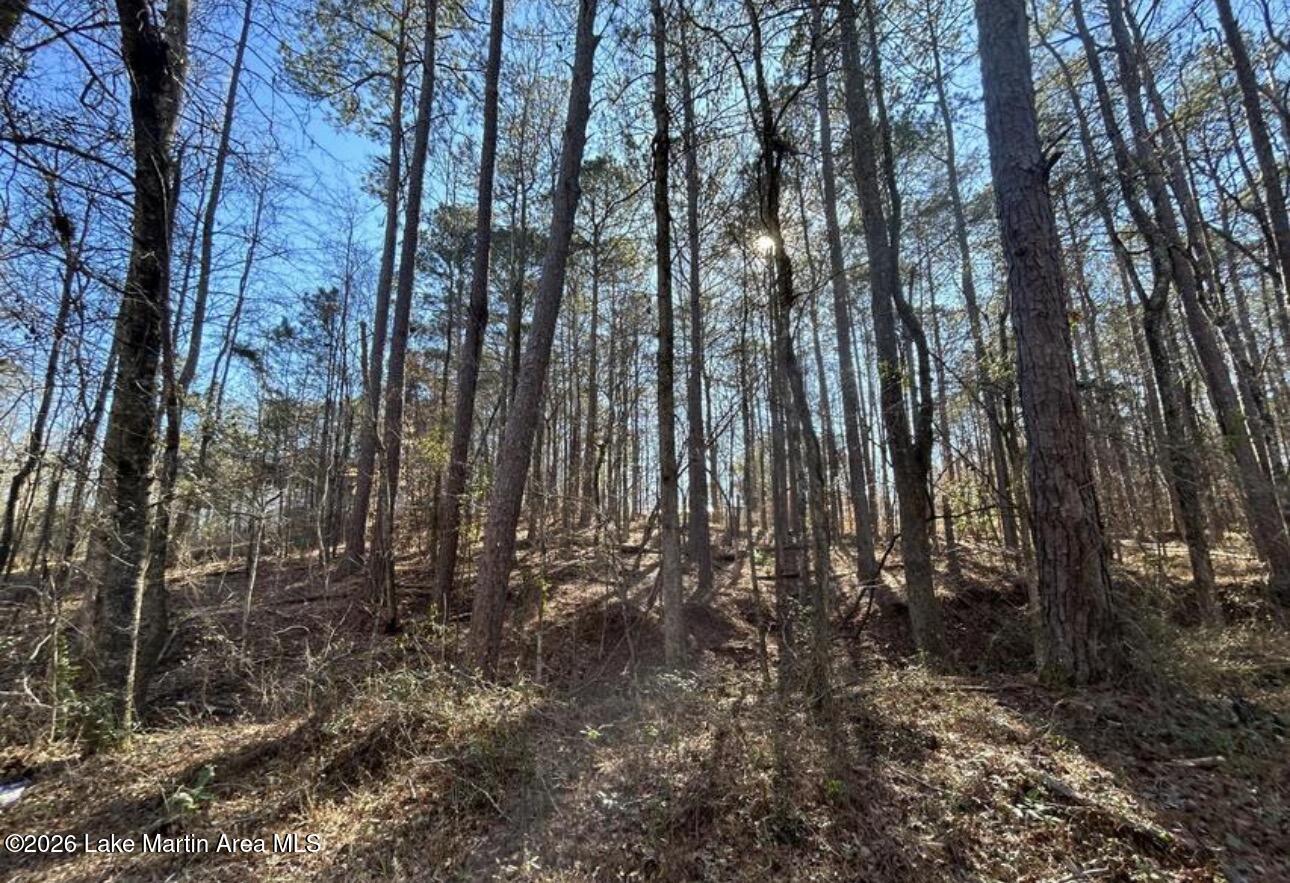 Image 1: lot
