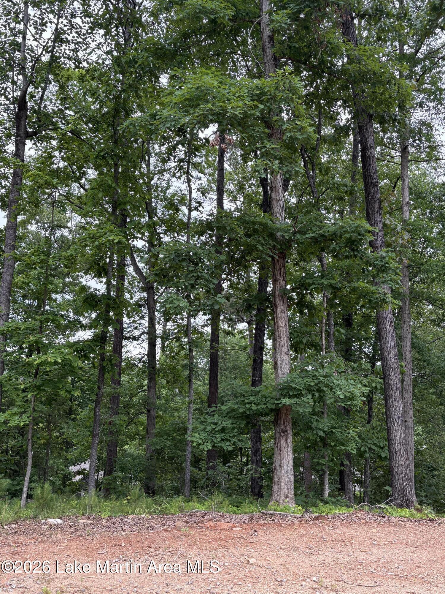 Image 3: Heavily Wooded