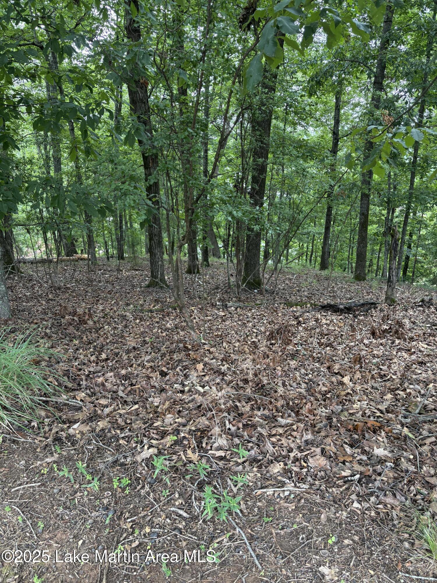 Image 2: IMG_1482