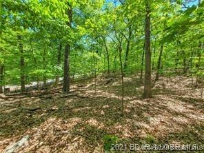 Image 3: Wooded Building Lot