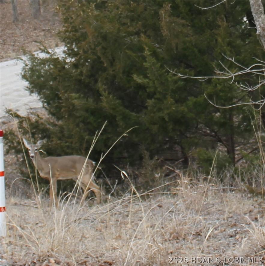Image 3: Deer seen on Forbes