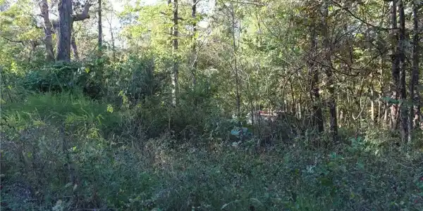 Dogwood Drive
