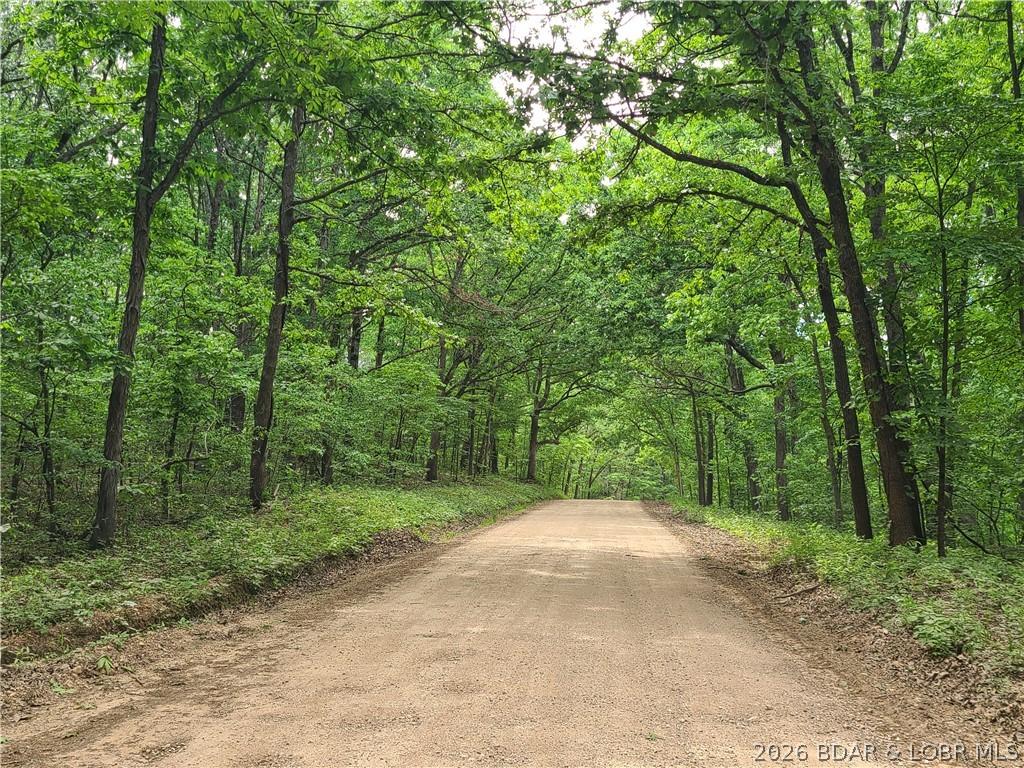 Image 4: Canopy of shade trees - Broken Circle Road.