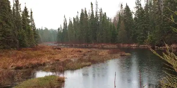 9XXX Gunflint Tr