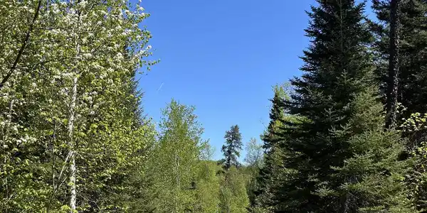 73 Tofte Cabin Tr
