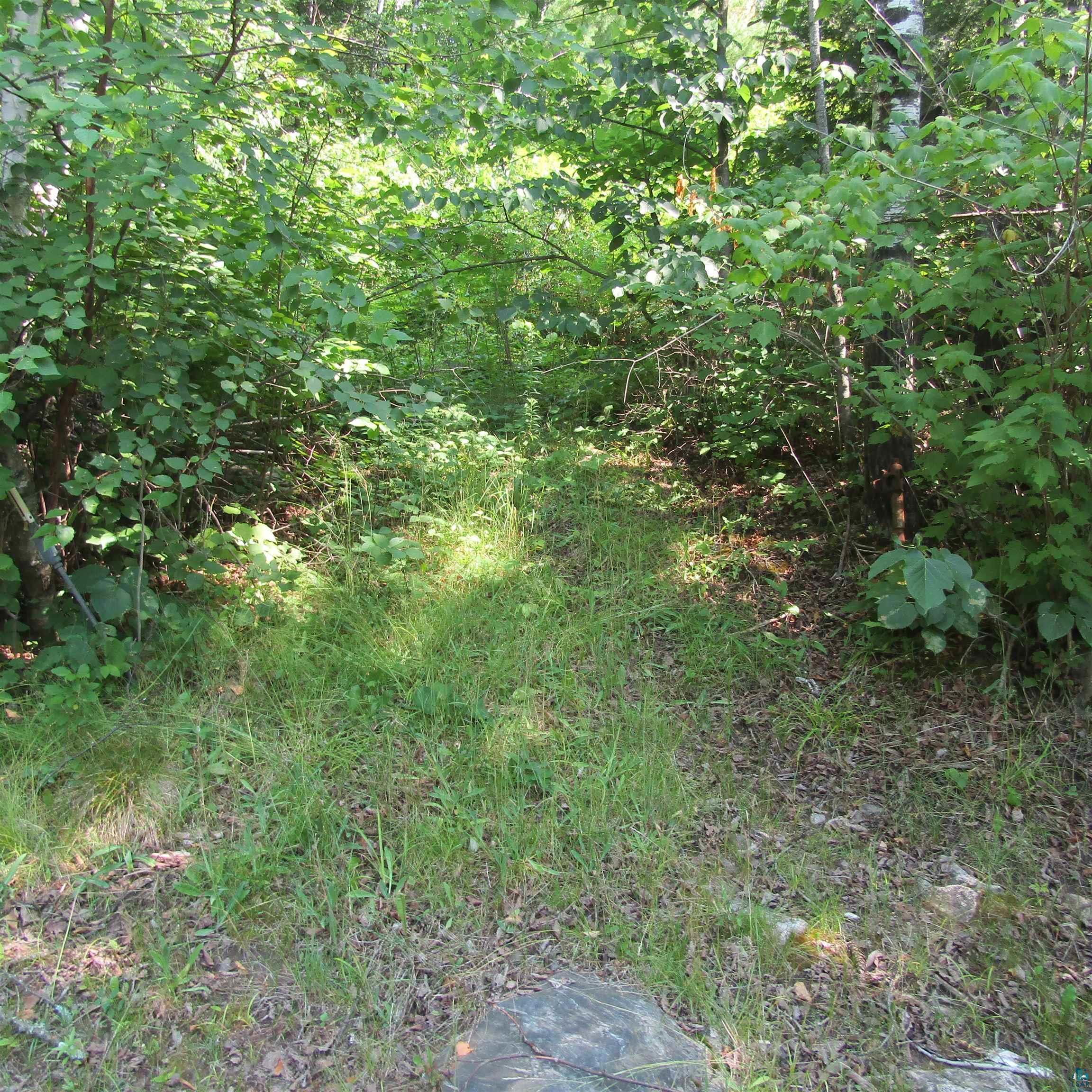 Image 2: Wooded lot featuring dense foliage and a grass-covered path, Tree Cover