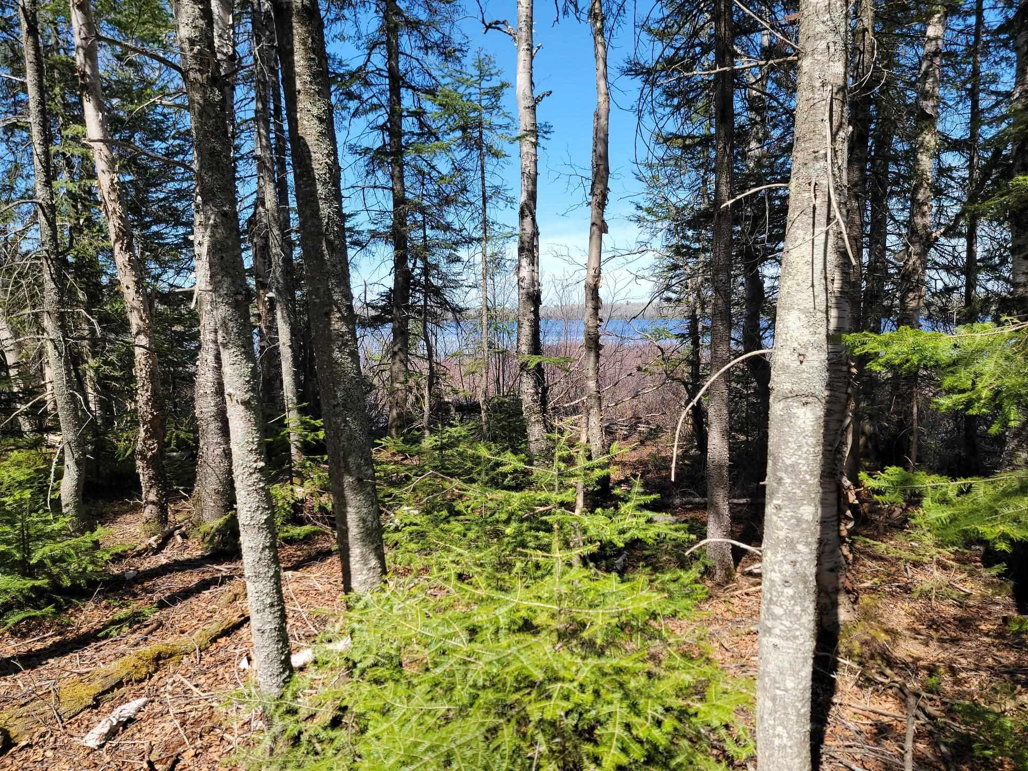 Image 1: View of local wilderness, View