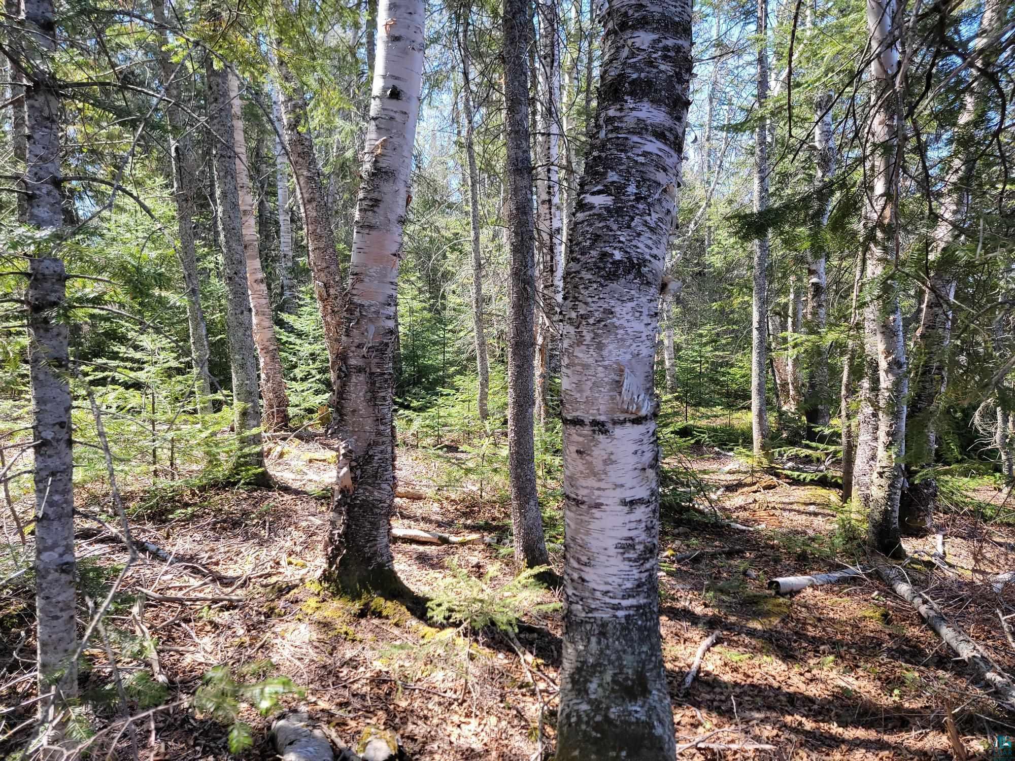 Image 2: View of tree filled area, View