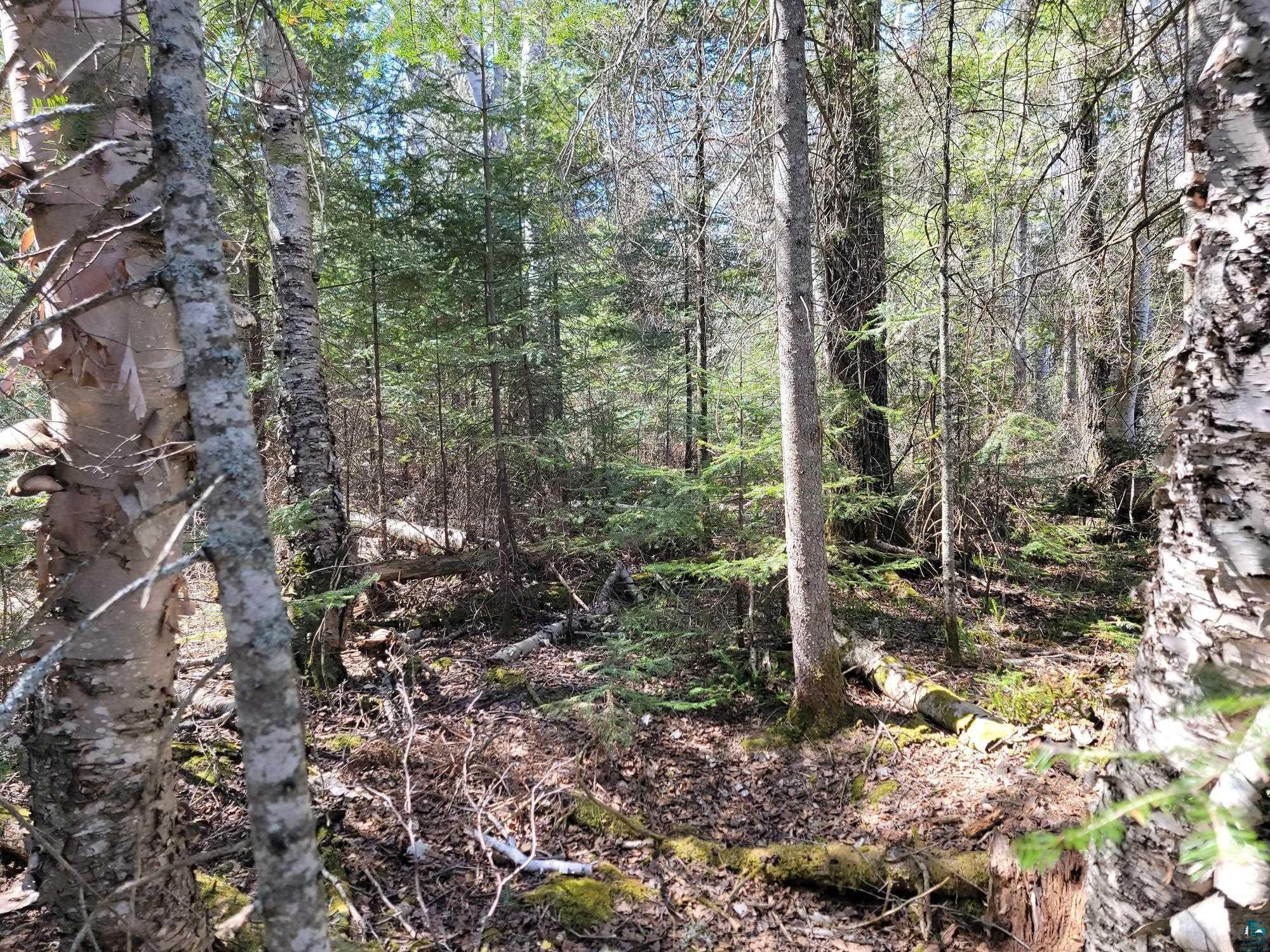 Image 3: View of tree filled area, View