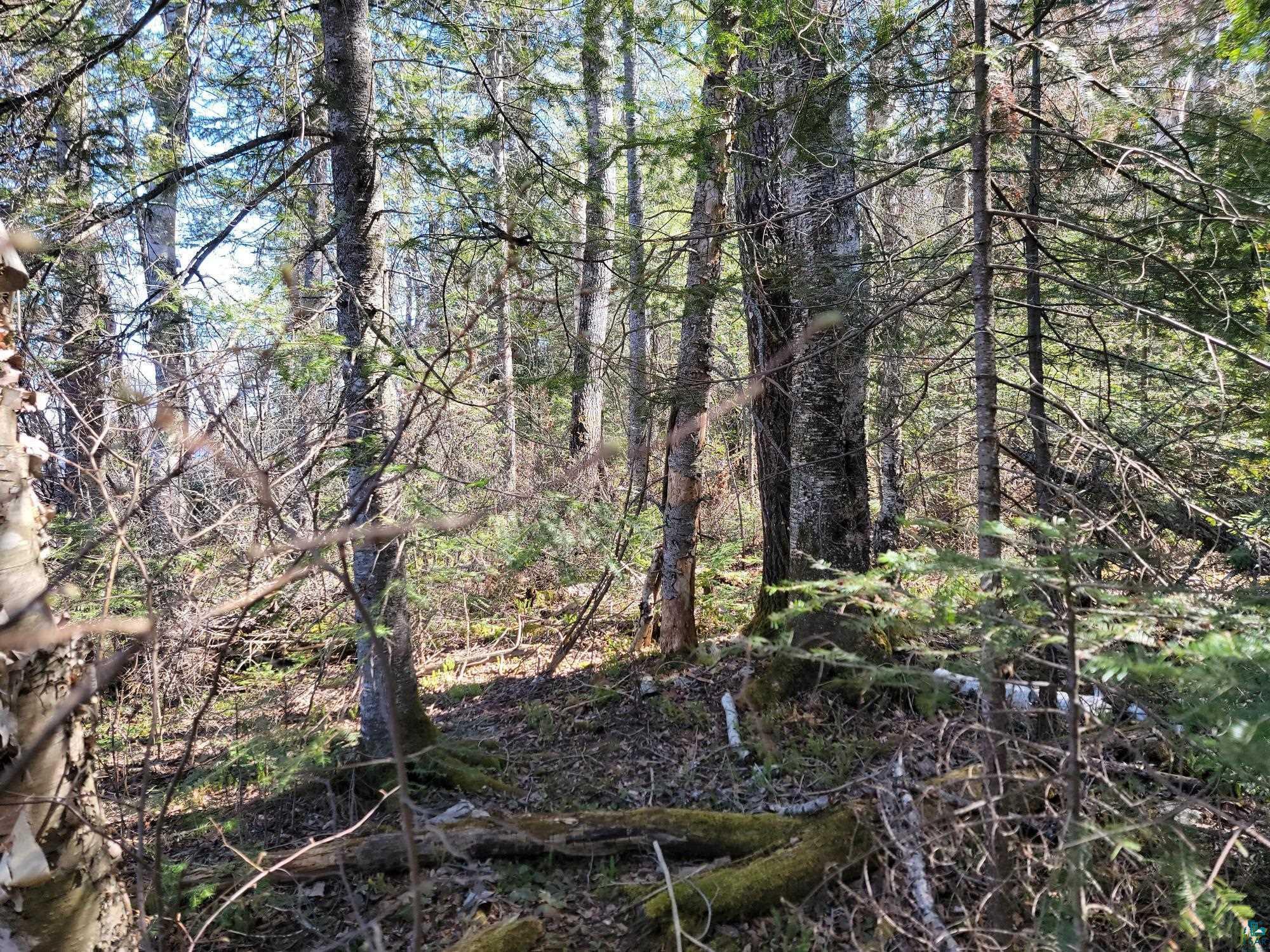 Image 3: View of undeveloped land, View