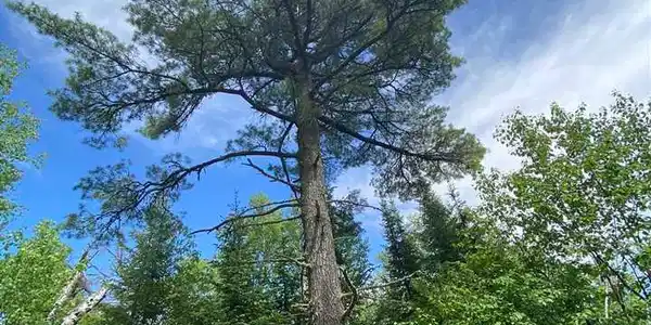 XX Pine Peak Rd
