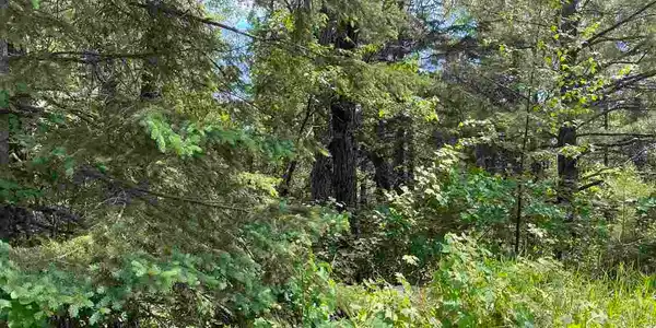 XX Pine Peak Rd