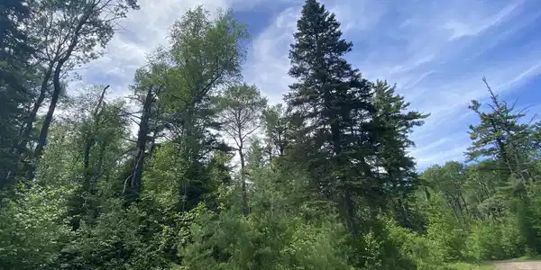 XX Pine Peak Rd