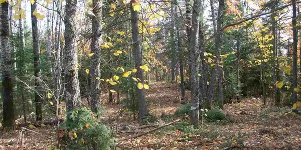 Lot 9 Ninemile Ridge Rd