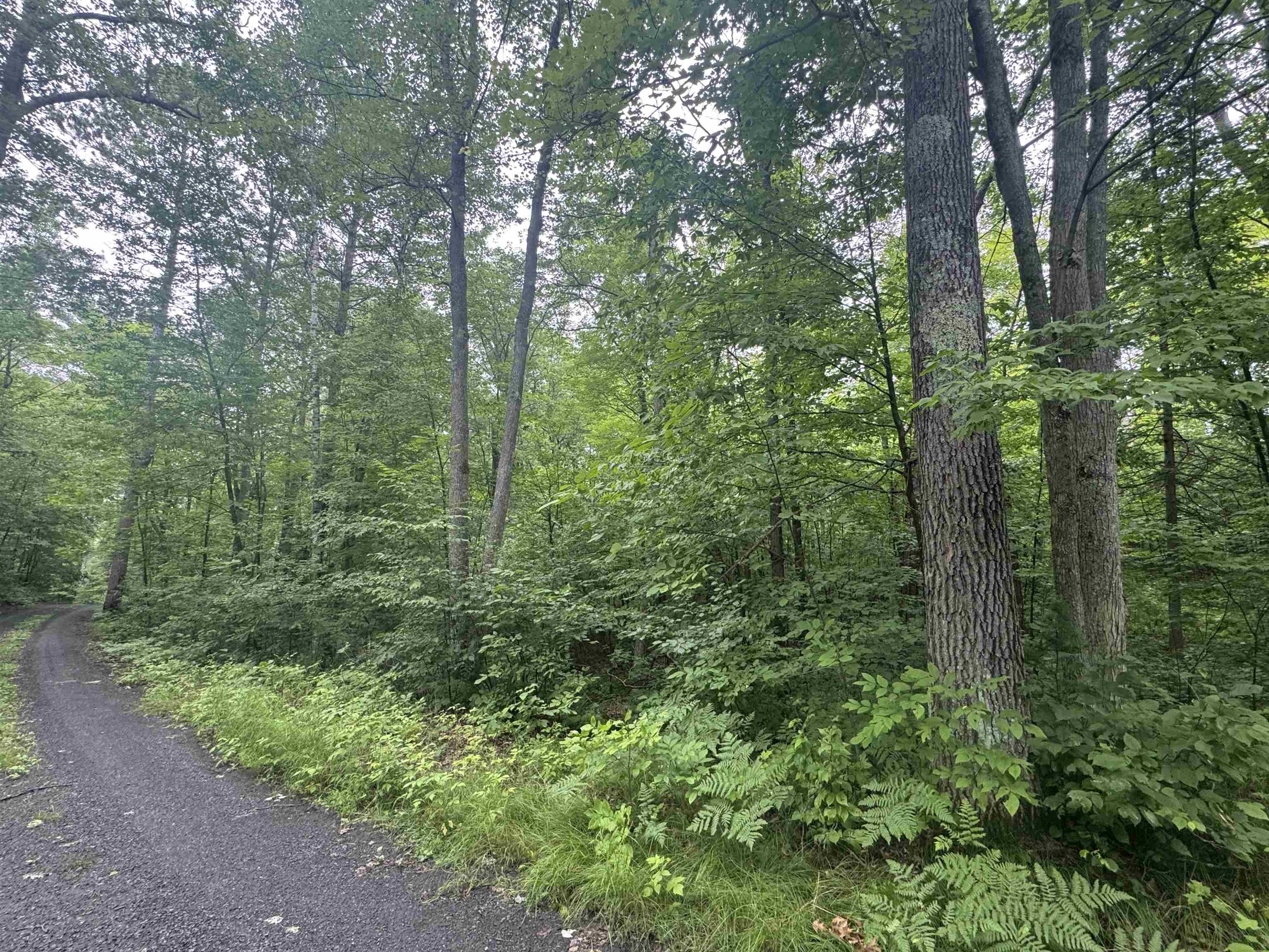 Image 1: View of wooded area, View