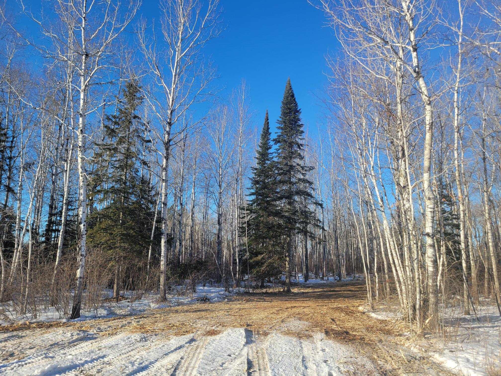 Image 2: Yard layered in snow with a view of trees, Yard
