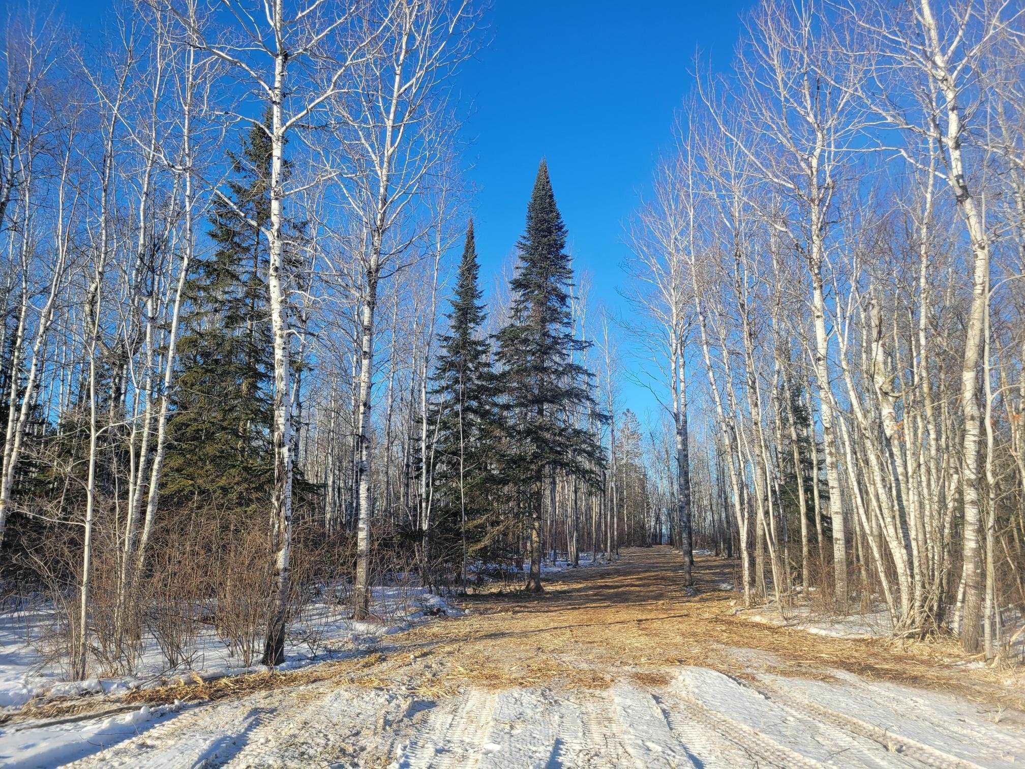 Image 3: View of yard featuring a view of trees, Yard