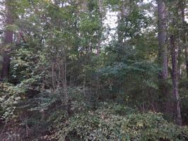 0 Elm Branch