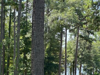 128 Cypress Royale W