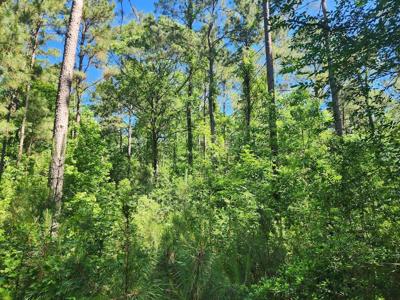 Lot 2 (3 acres) Cypress Knoll