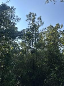 310 Tobacco Road