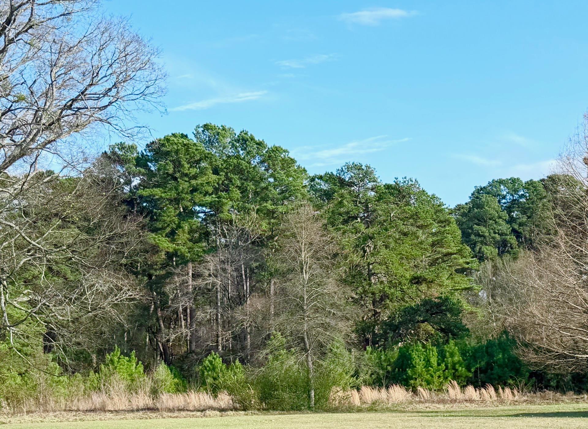Image 0: View of wooded area, View