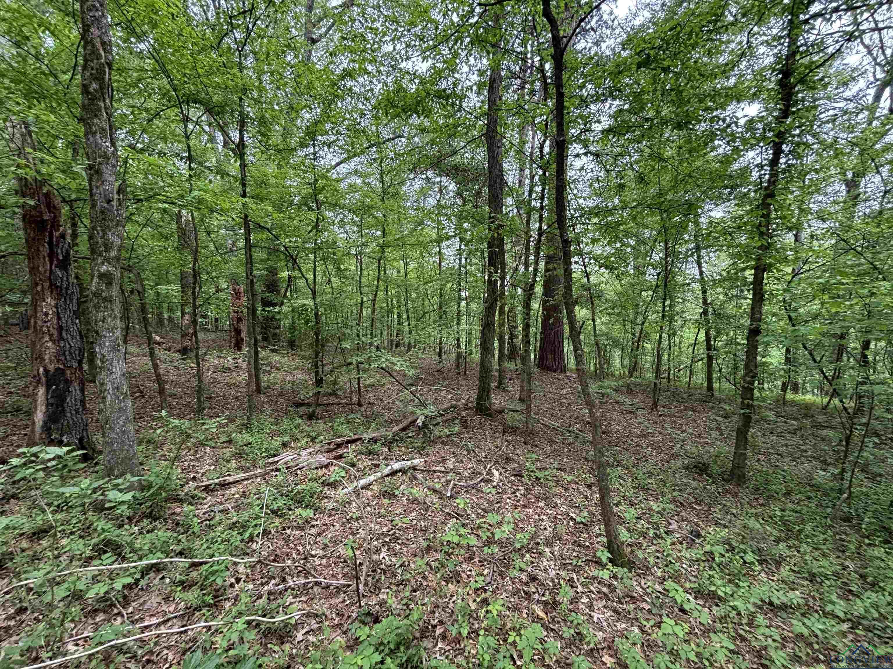 Image 1: View of local wilderness with a forest view, View