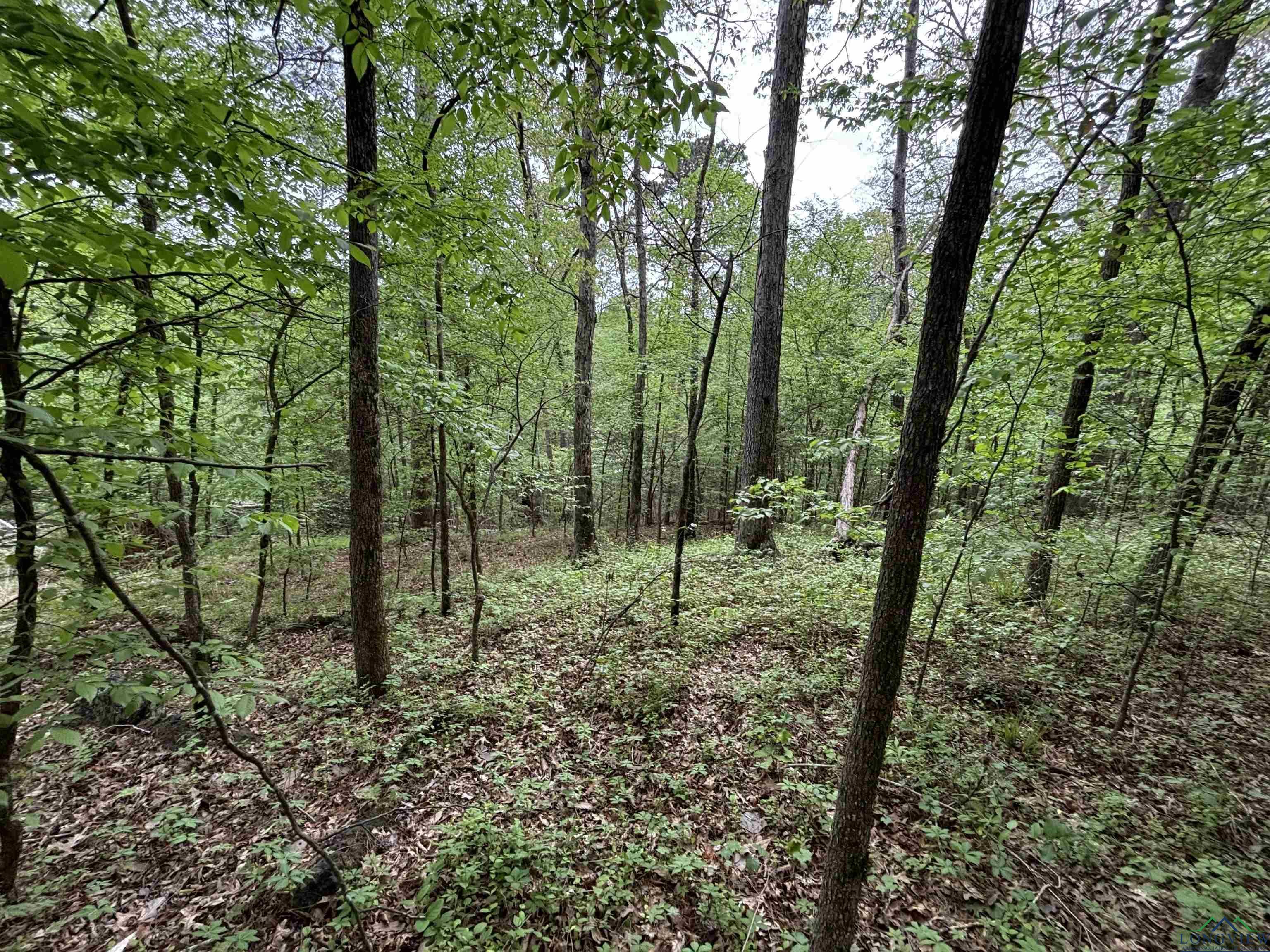 Image 3: View of nature featuring a view of trees, View