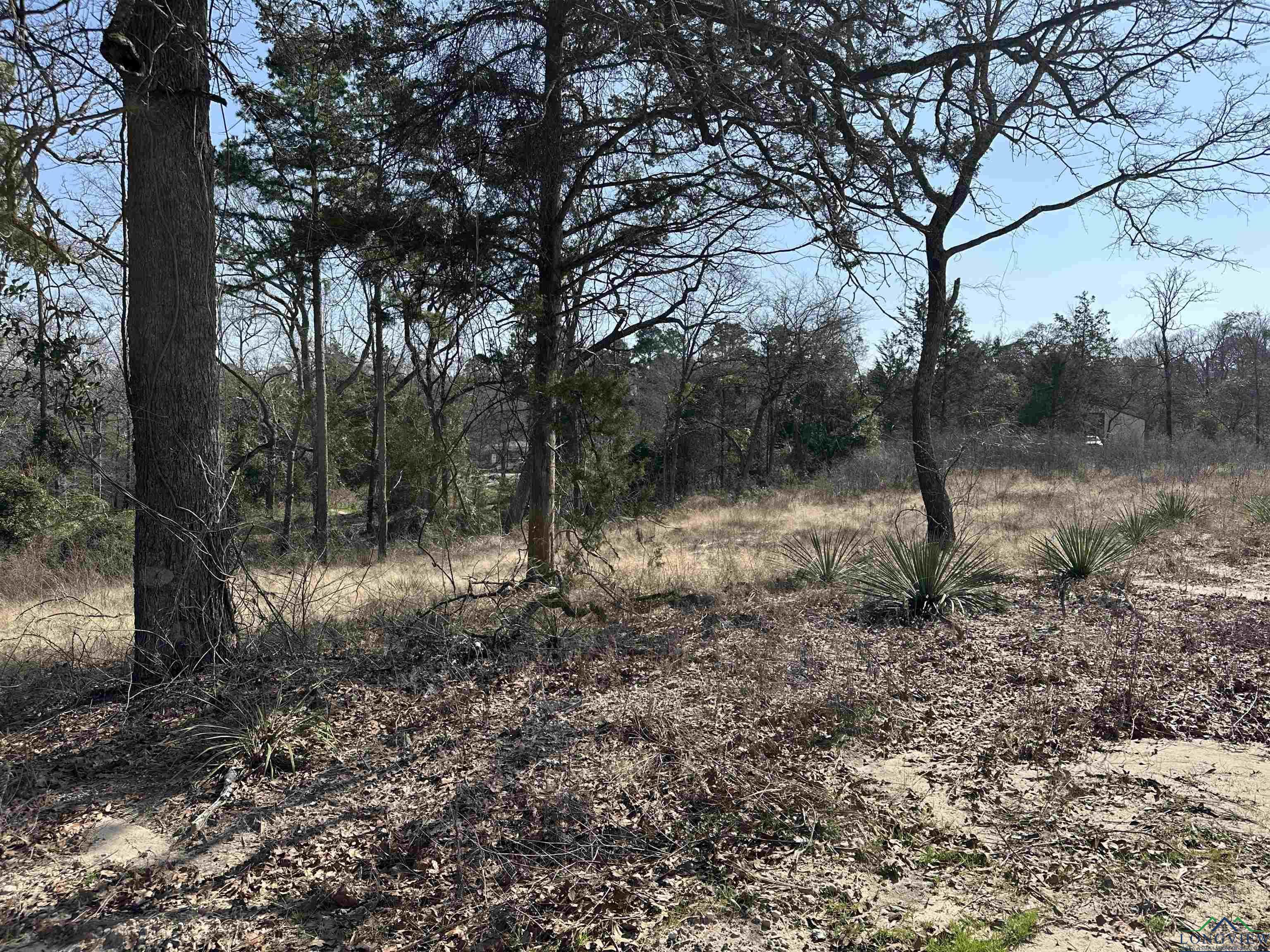 Image 1: View of local wilderness, View
