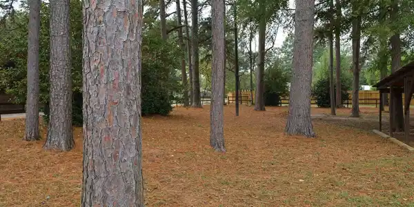 Image 1: View of yard featuring view of wooded area, Yard