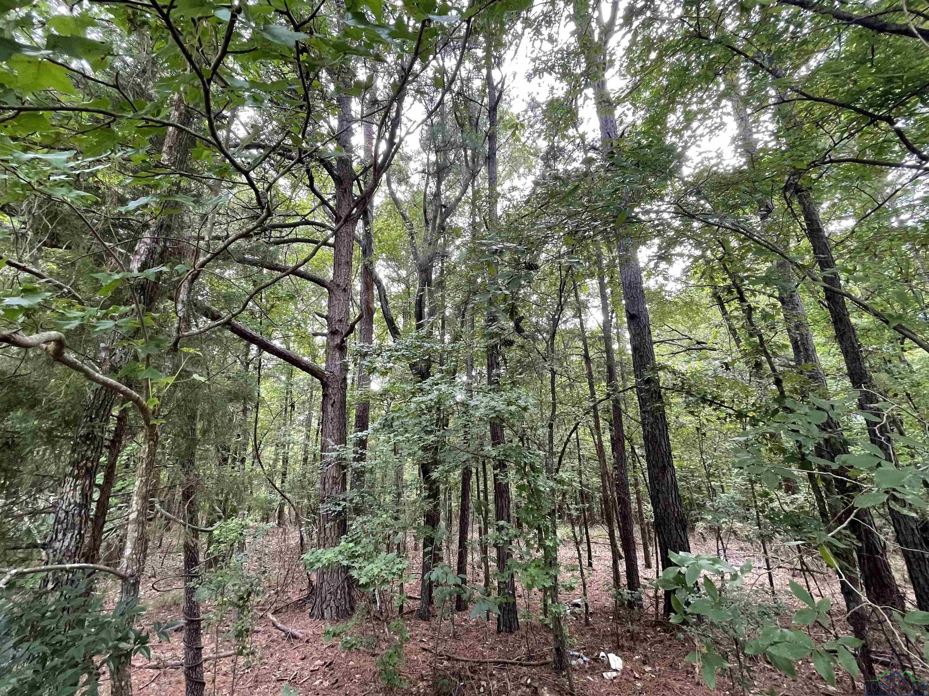 Image 2: View of wooded area, Wooded