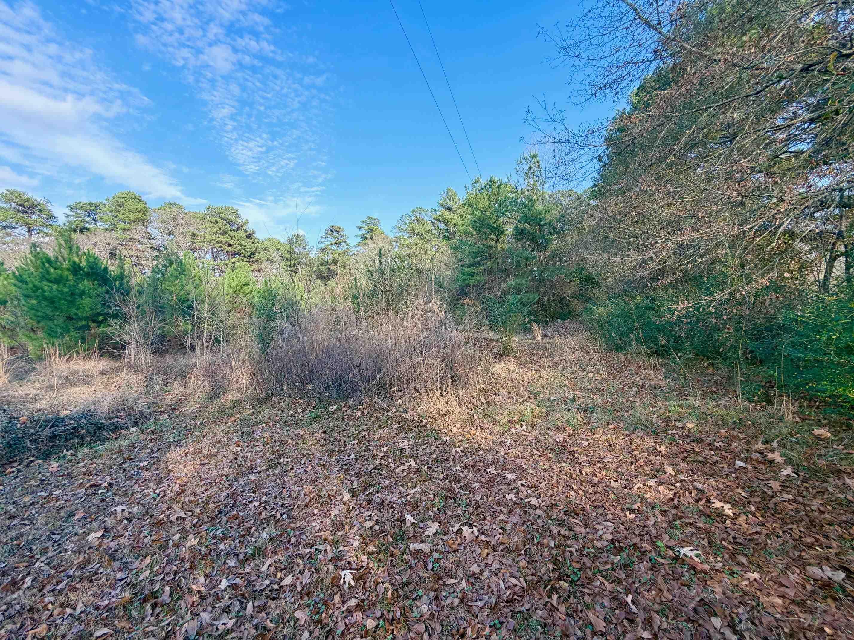 Image 1: View of wooded area, View