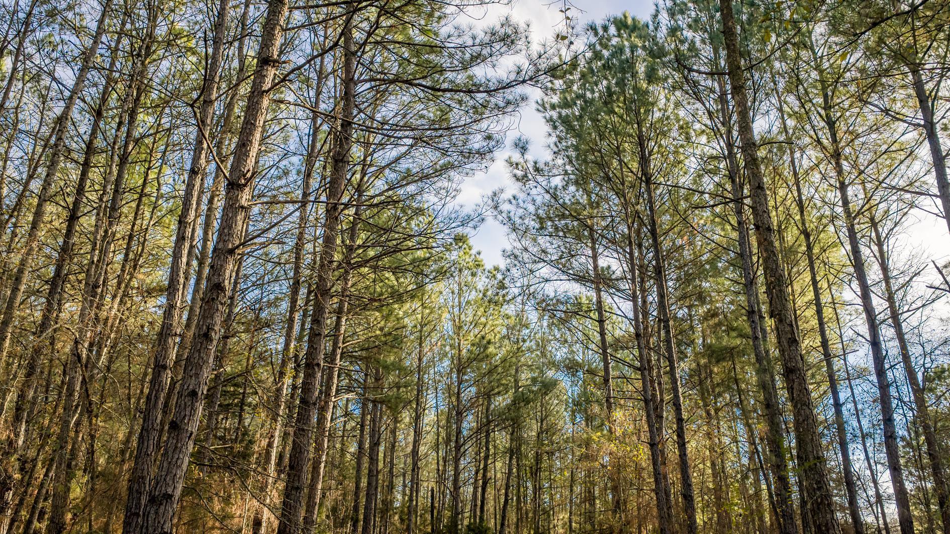 Image 1: View of local wilderness, View