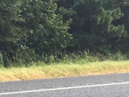 TBD Hwy  729