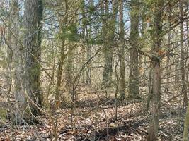 385 Moultrie (Summer Set S6-L385)